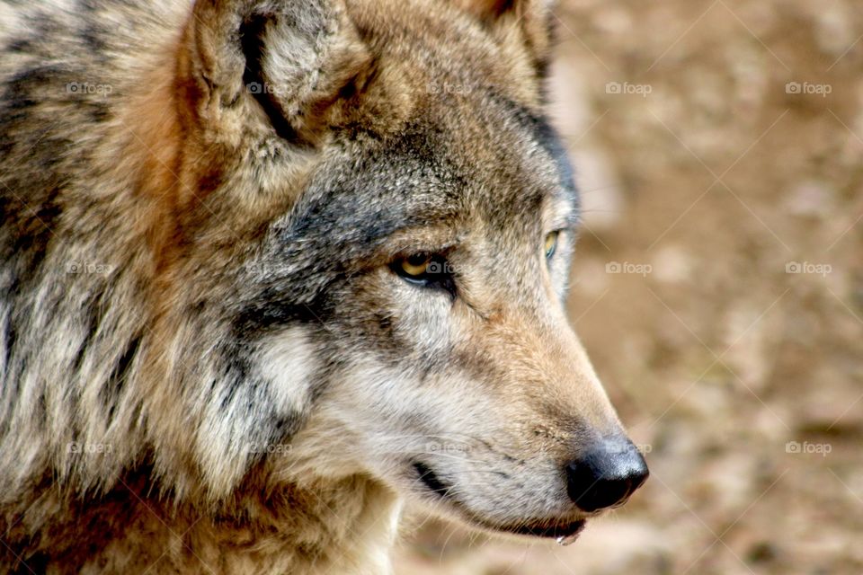 Male Mexican Grey Wolf 