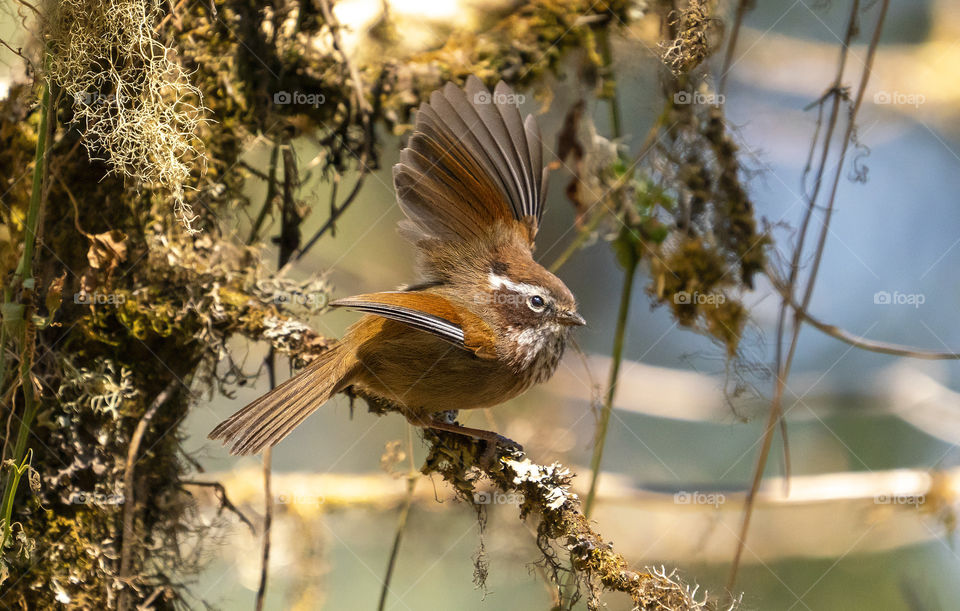 Bird ID - White-Browed Fulvetta