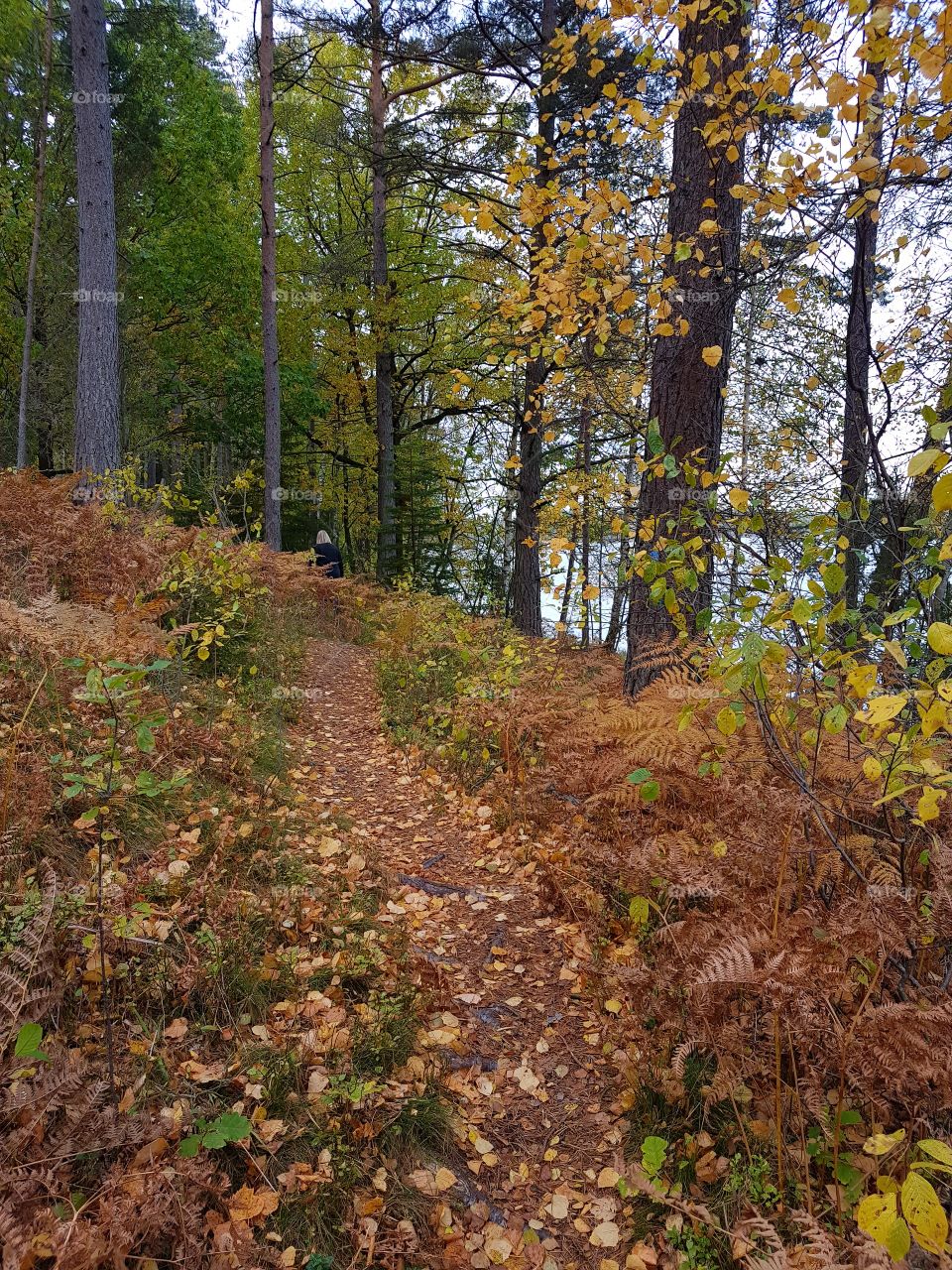 Autumn forest