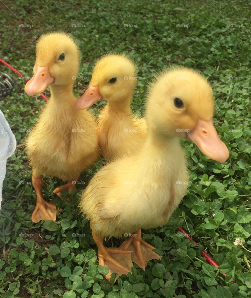 Spring ducklings: week old Pekin ducks