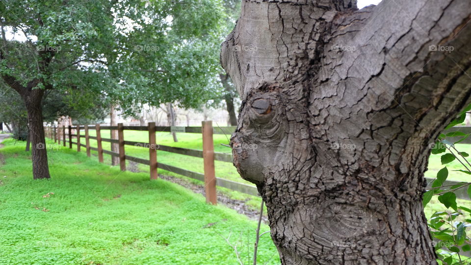 Fence around green farmland