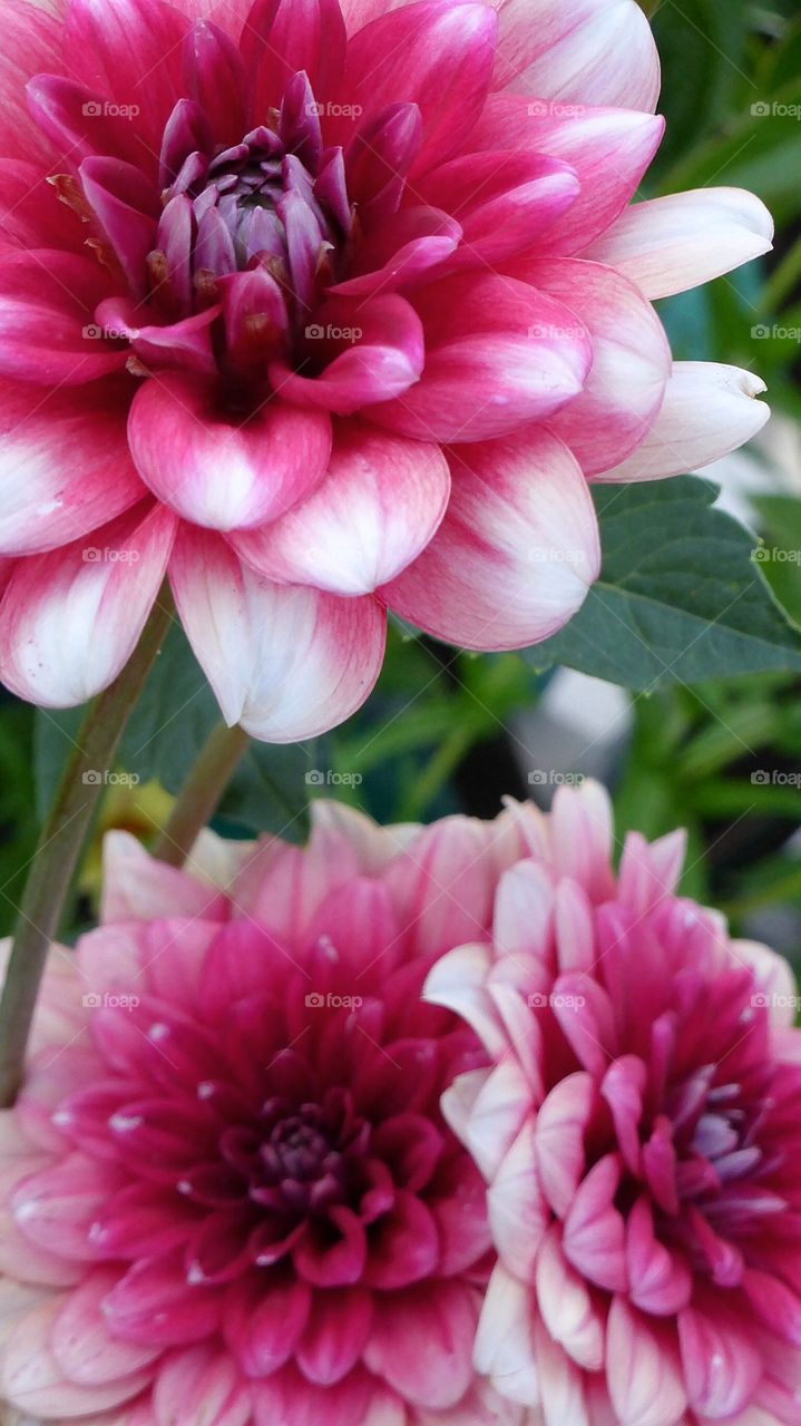 Flowers of Dahlia. The big flowers of Dahlia all togheter