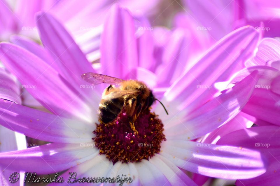 The bee was looking for flowers to get his legs full of pollen.