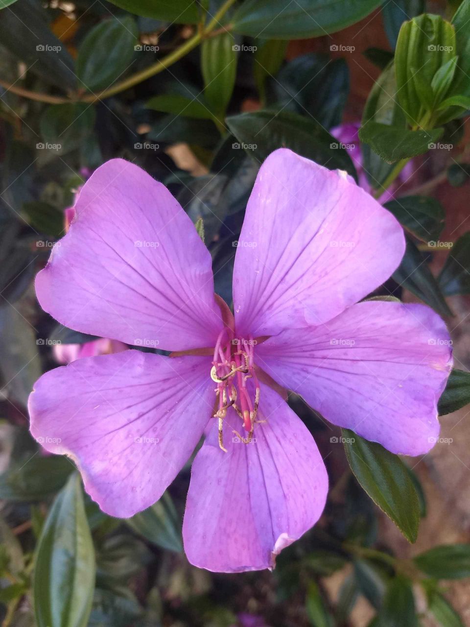 pink Flower