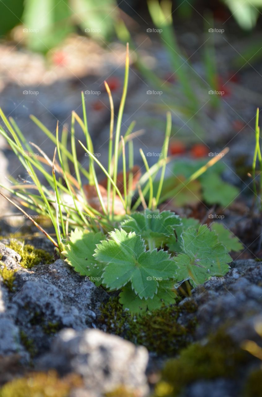 clover leaves