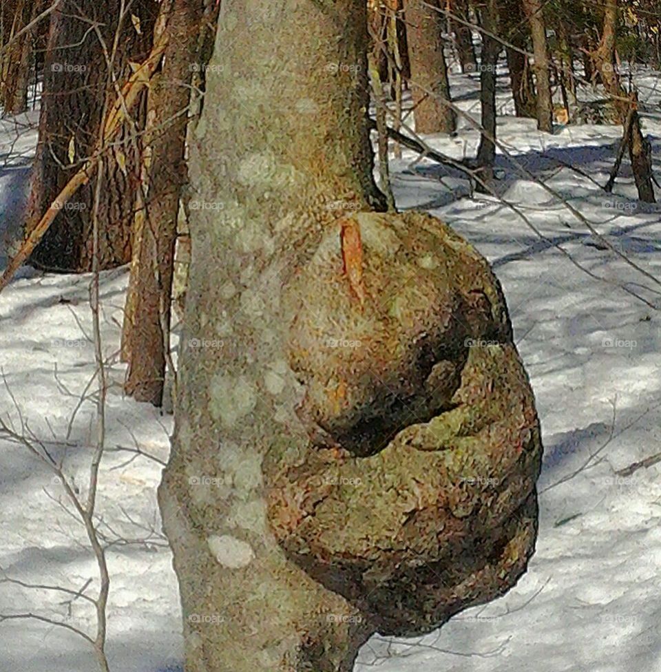 odd tree