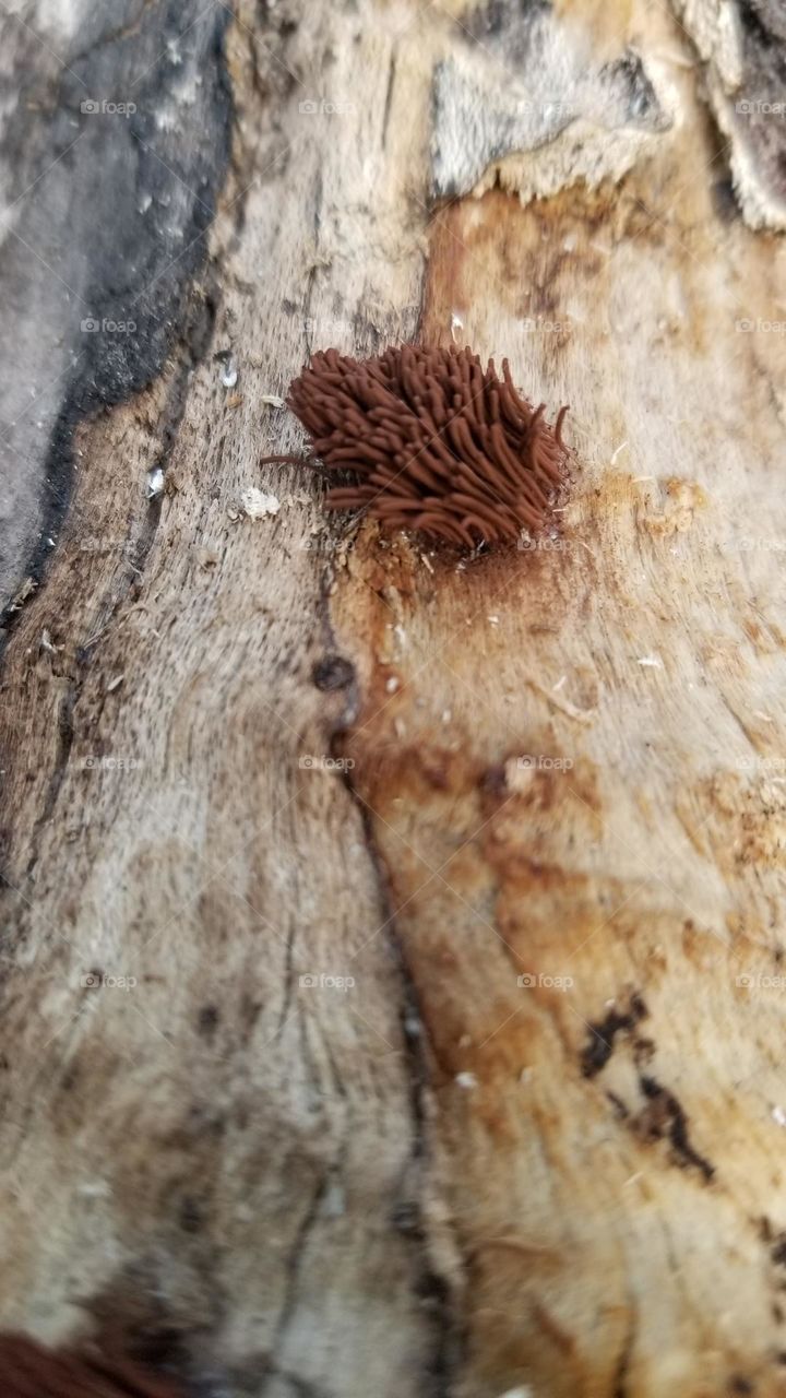 Hairy Fungi In My Backyard