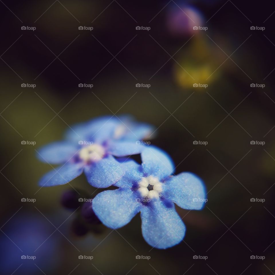 Forget Me Nots