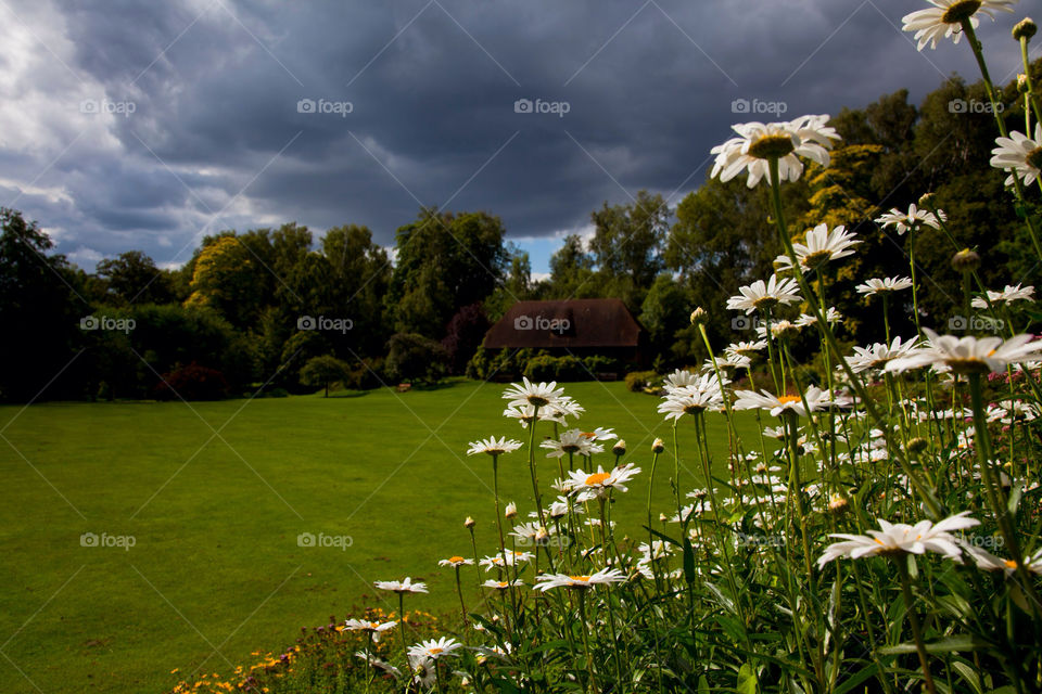 sky flowers garden grass by vinnyme