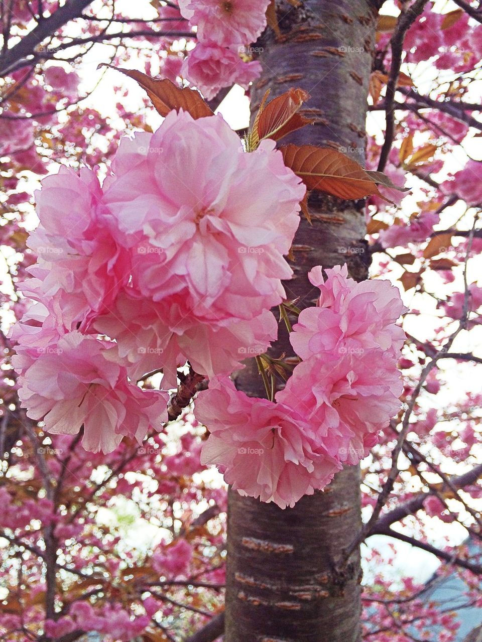 Flower blossoms 