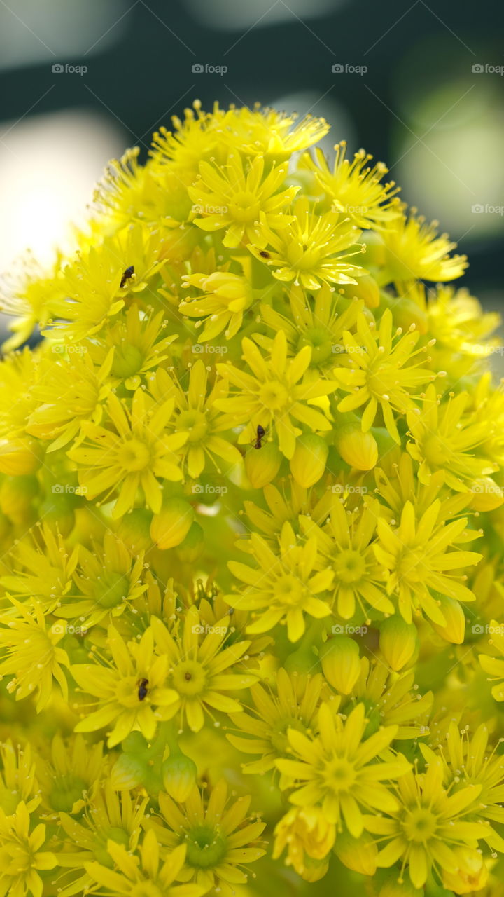 Spring attracts pollinators with bright yellow flowers