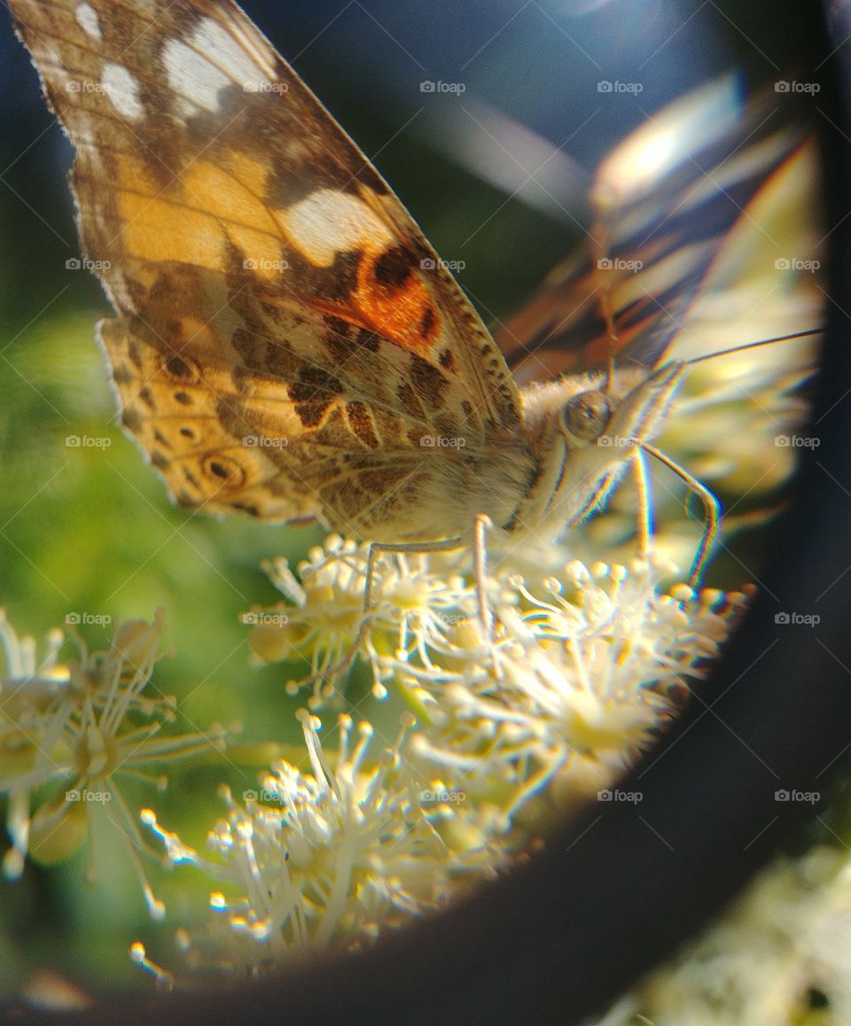 Schmetterling Insekt Lupe butterfly