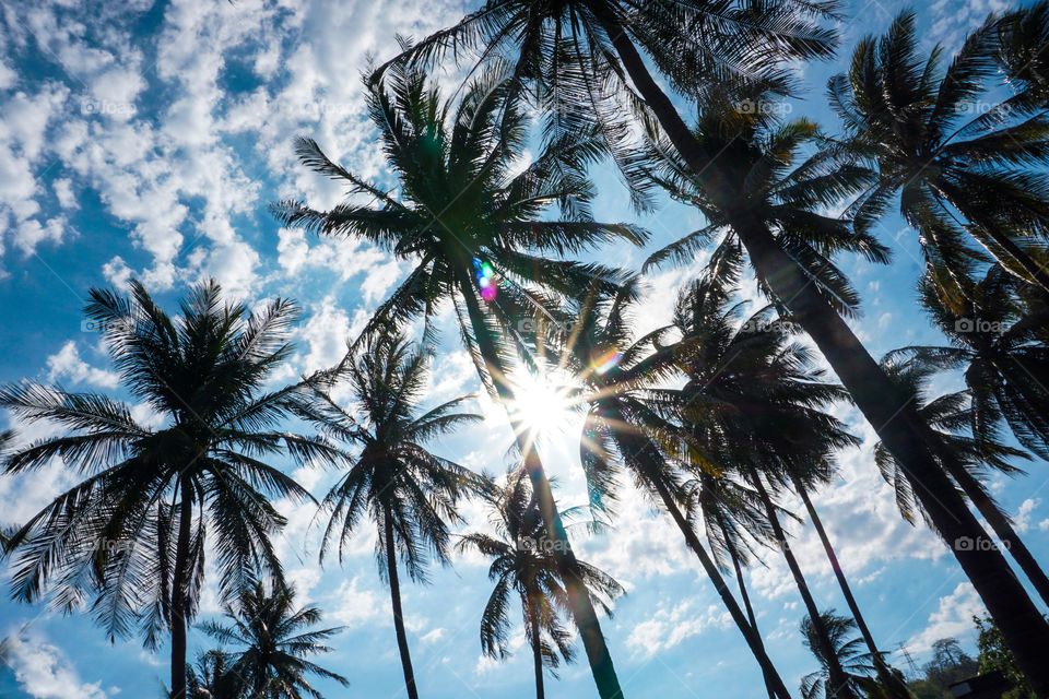 The silhouette of coconut tree plantation with blue sky on the background
