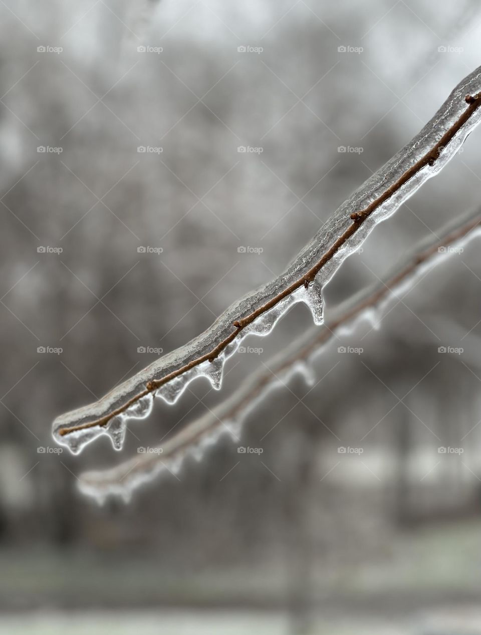 Branch of the tree glazed with ice