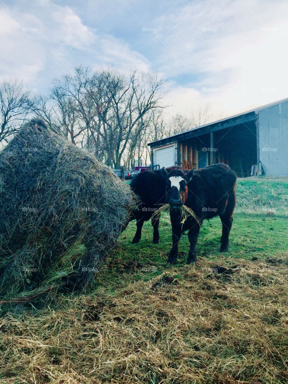 Two steers by a round hay bale in front of a metal pole shed against s light blue sky with puffy white clouds 