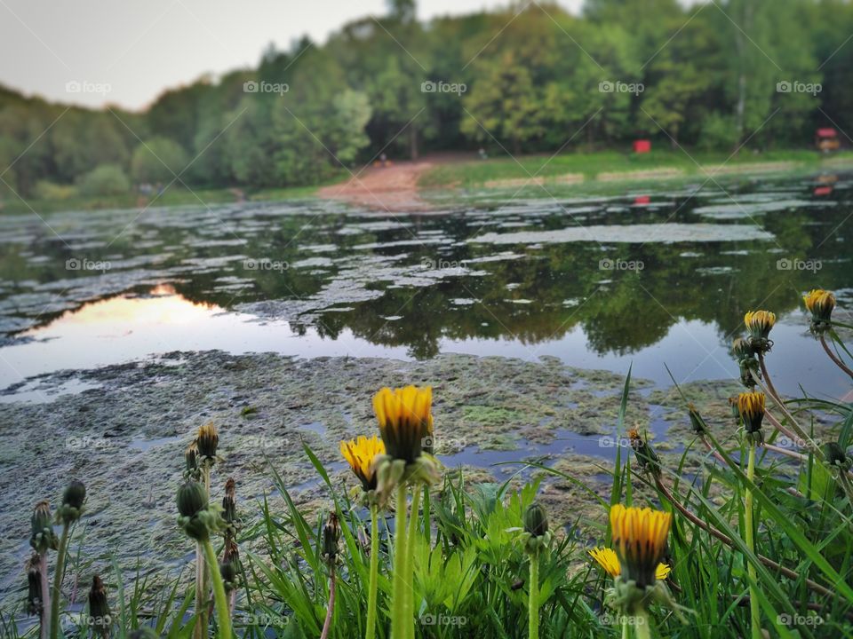 dandelions