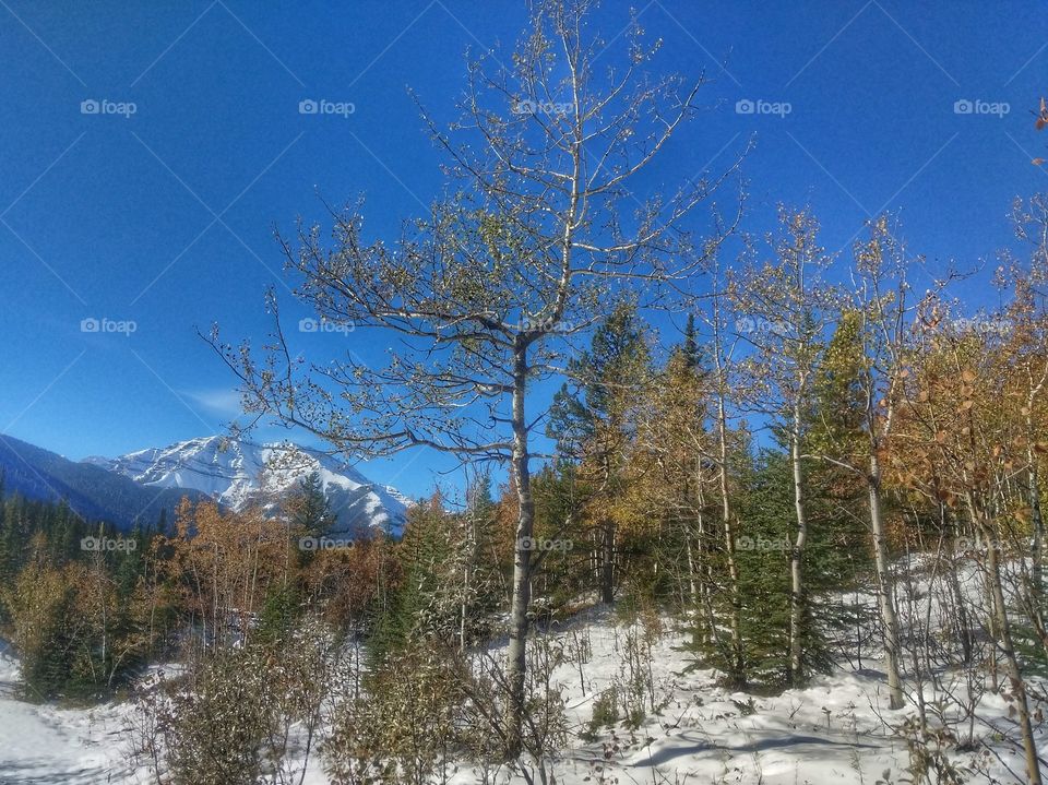 Thanksgiving Snow Peaks