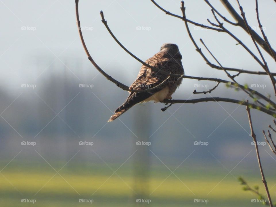 A kestrel in a tree