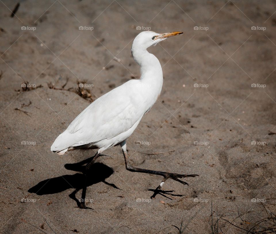 White Bird