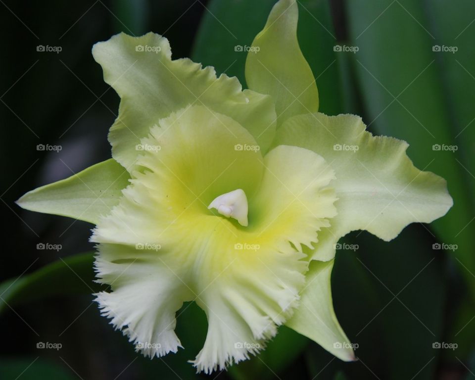 Orchids of Singapore