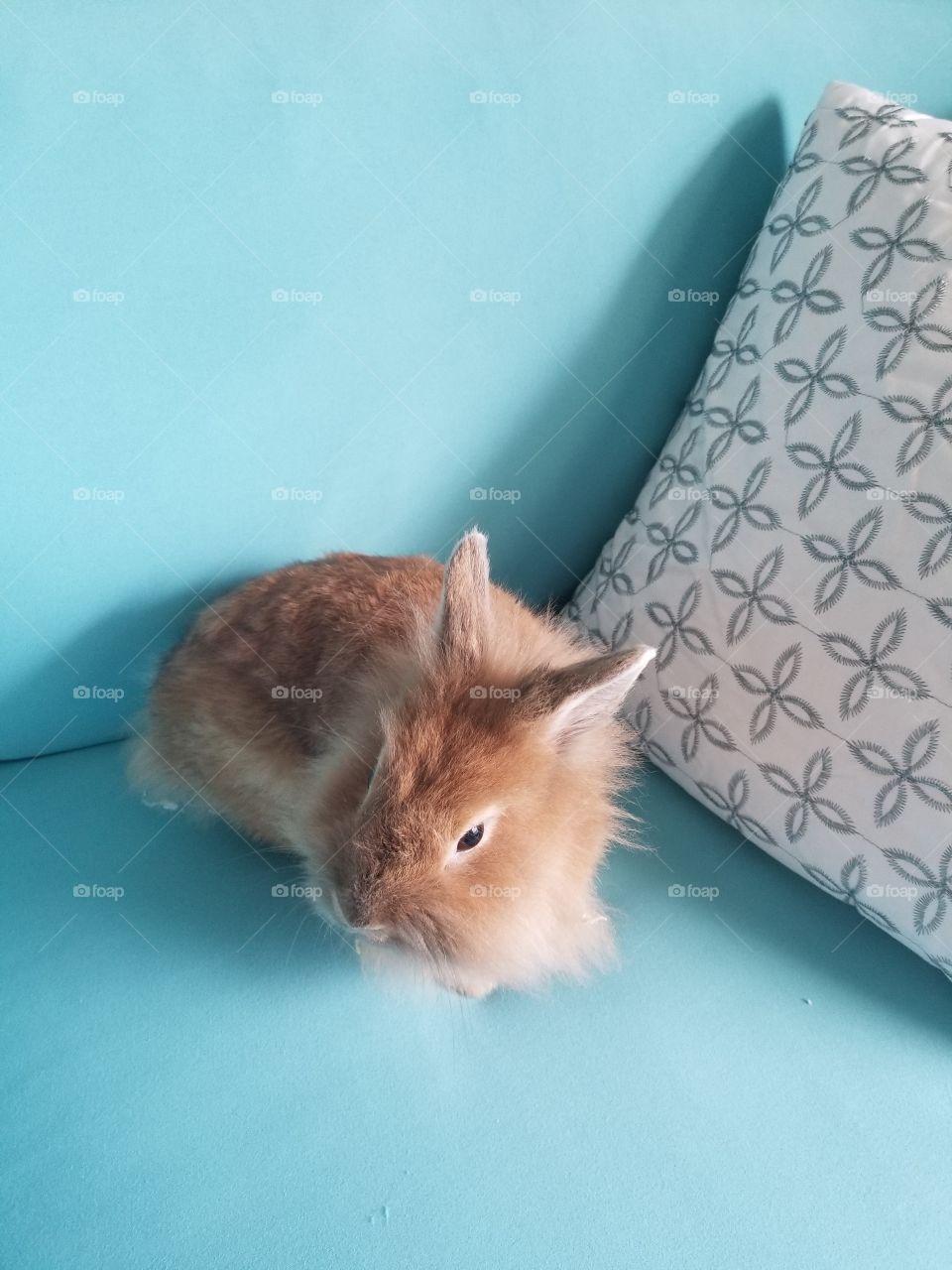 Bunny Rabbit with Blue Background