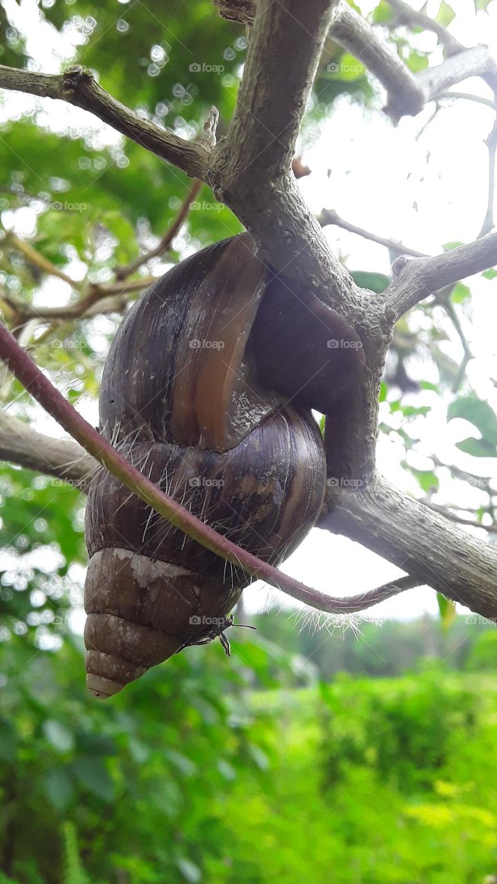 the stripped snail climbs