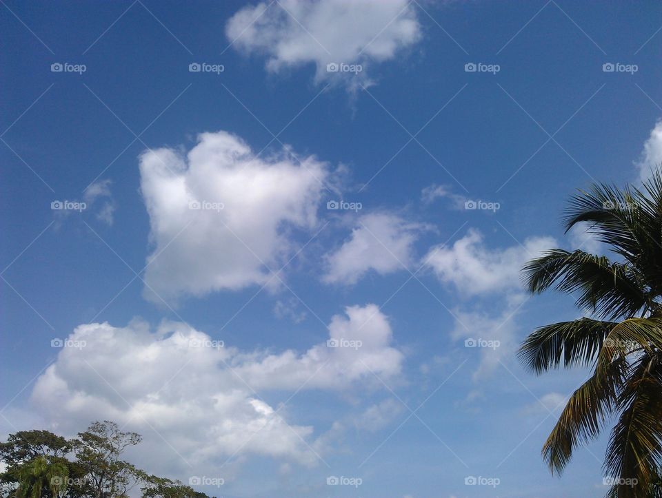 clouds on a blue sky. clouds on a palm beach