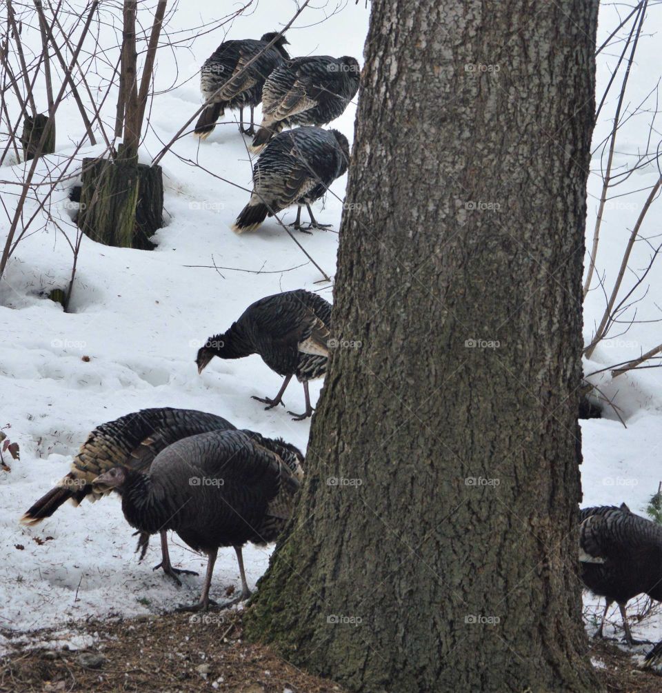 Wild turkeys