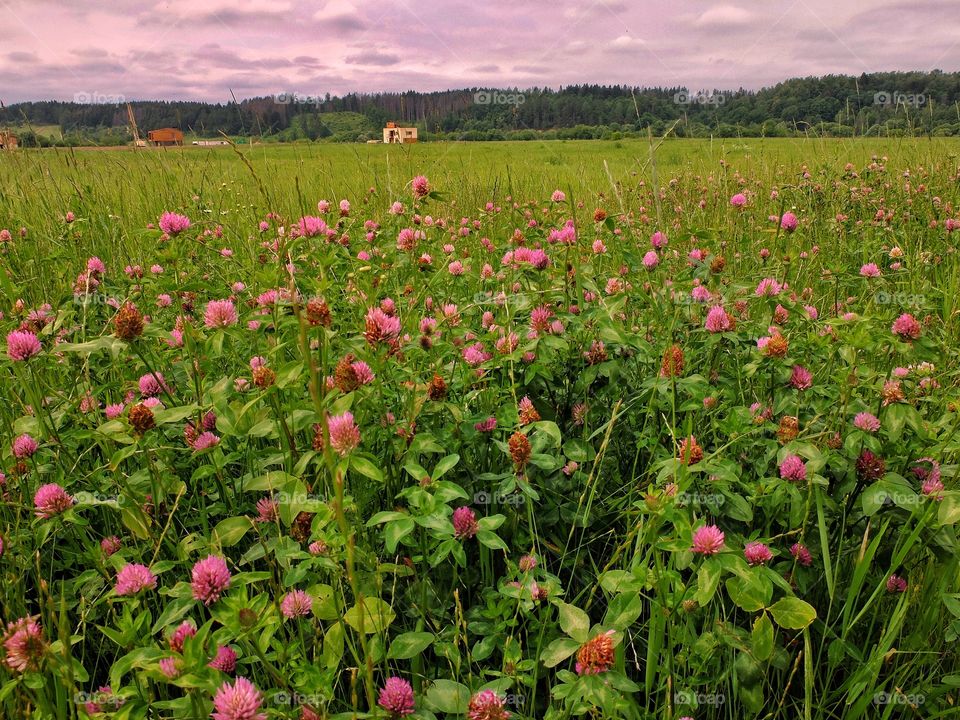 Pink flowers.