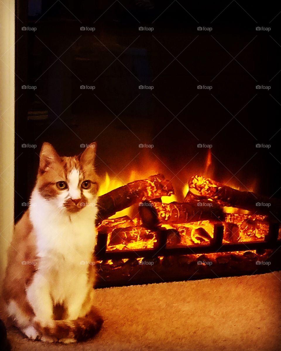 Kitty cat hanging by the warm fire. Winter cold 