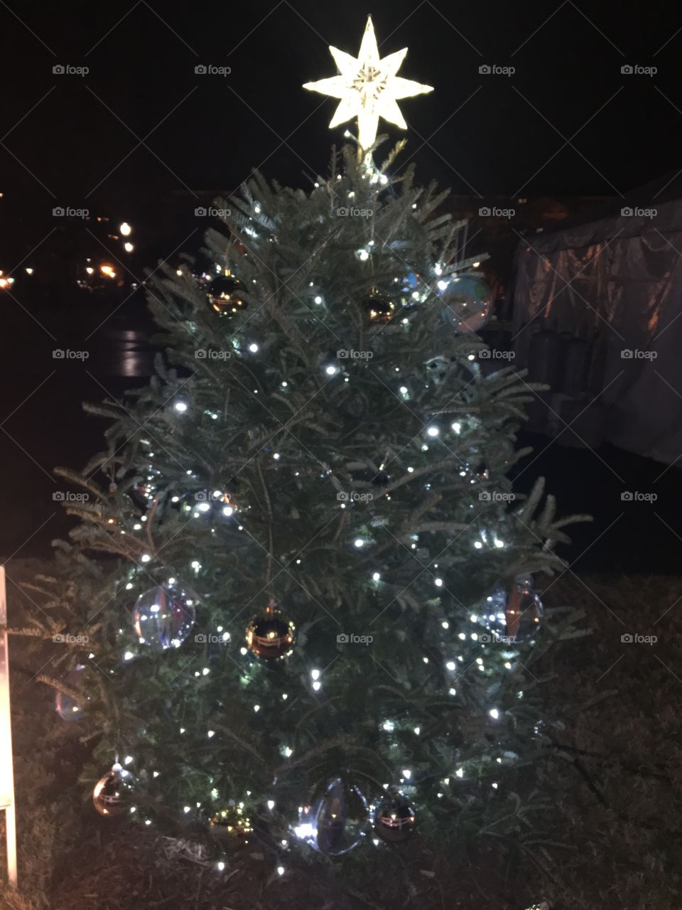 Christmas, Winter, Celebration, Tree, Pine