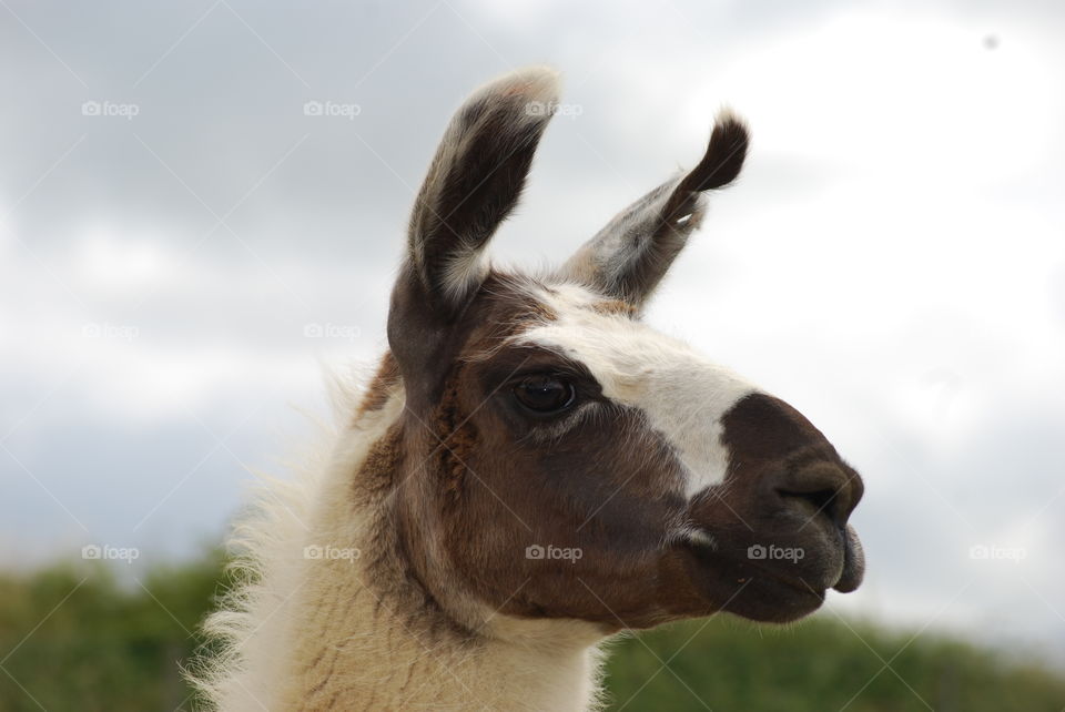 Portrait of alpaca