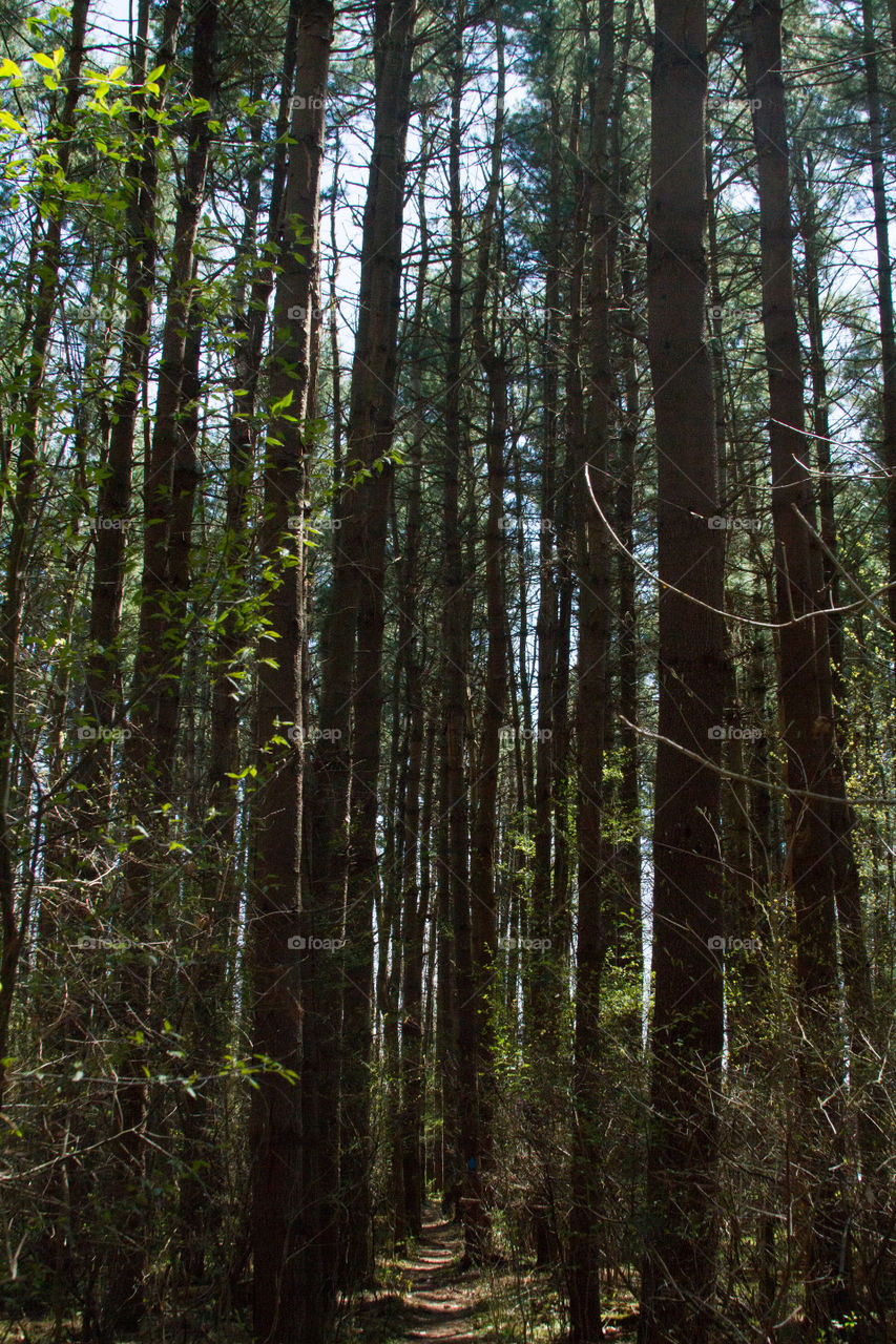 path throw the pines. a trail in the woods