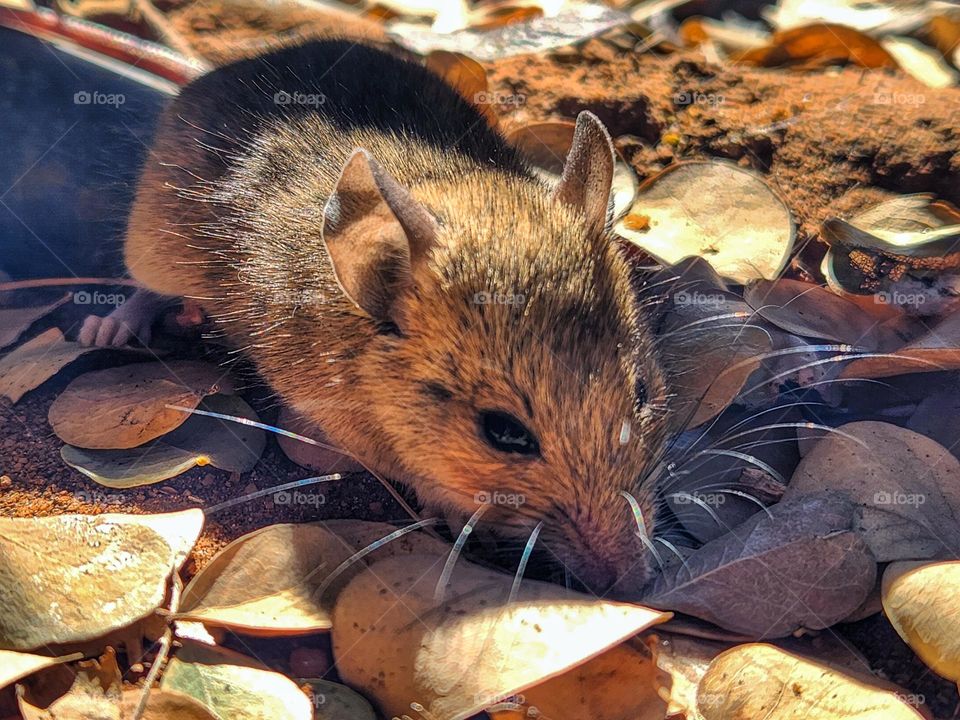 small mouse in leaves on the ground