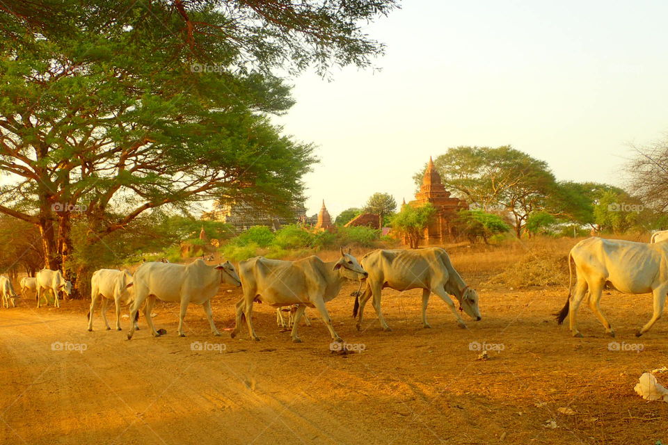 Bagan Myanmar