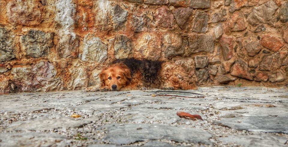 Camouflage in Portugal