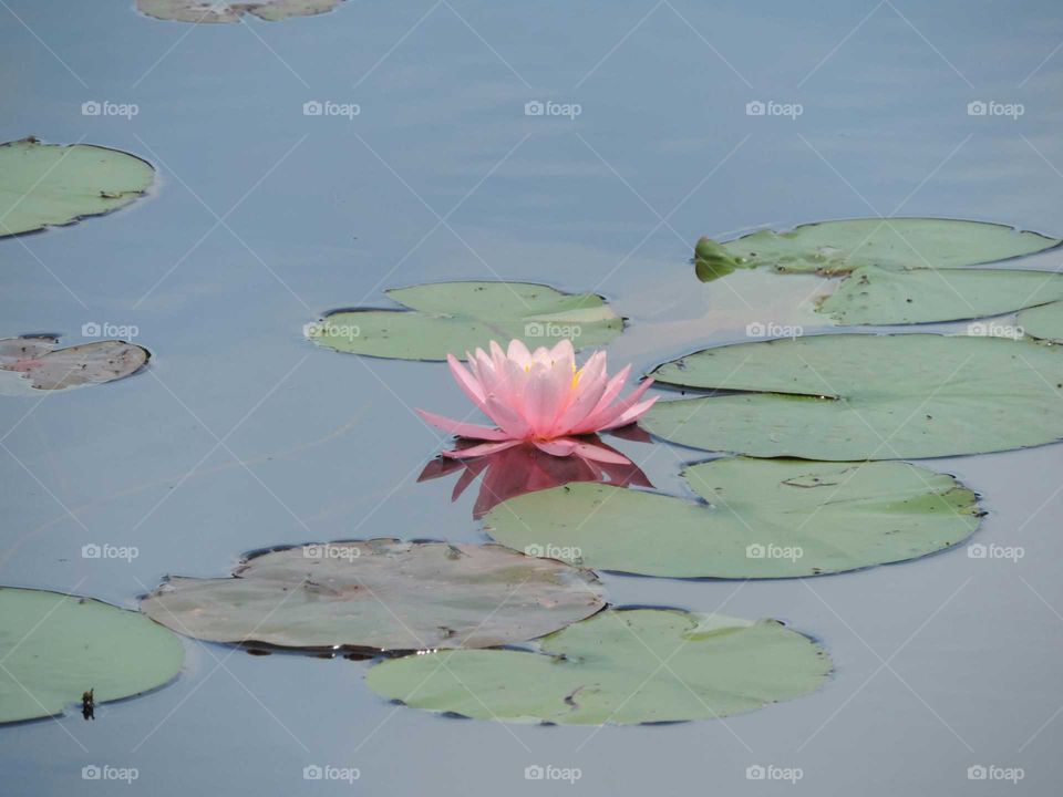Pool, Lotus, Lake, Floating, Lily