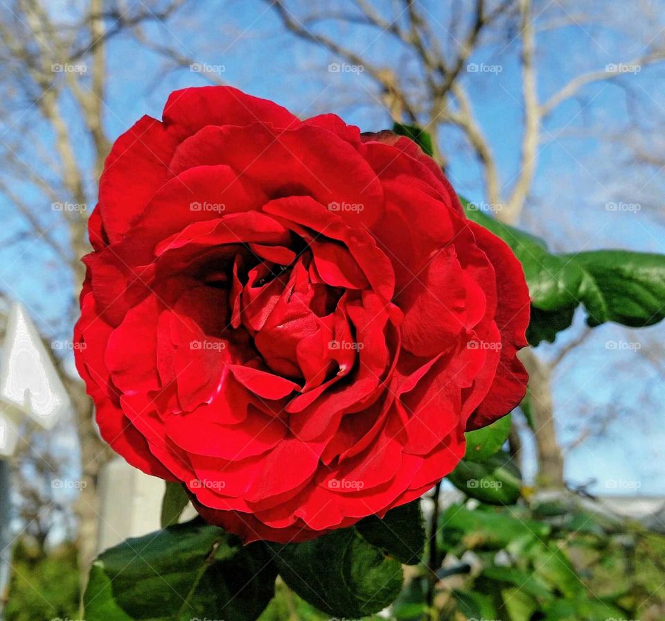 Winter Red Rose