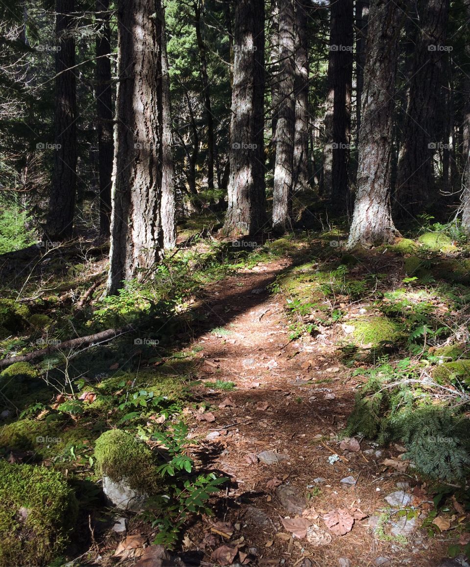 Forest hiking trail in North Cascades national park