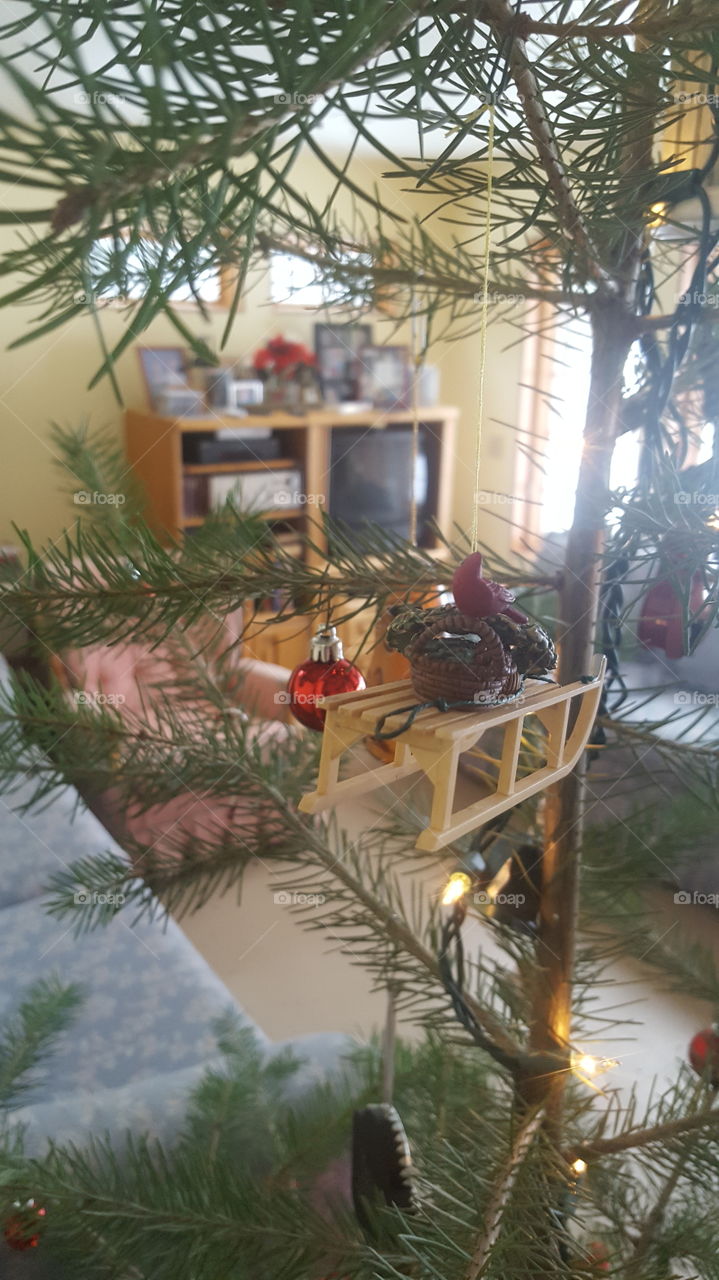 Christmas, Winter, Tree, Celebration, Christmas Tree