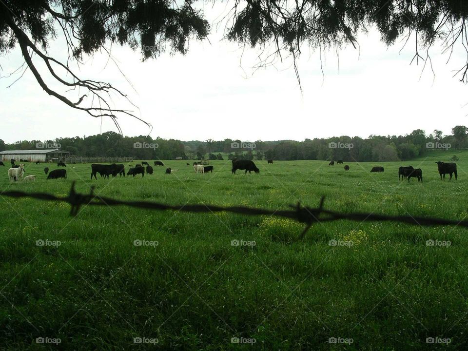 Cattle