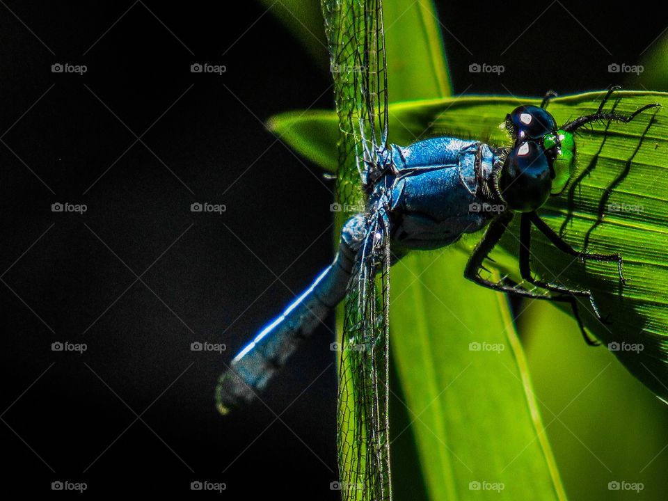 Blue and green! Dragonfly in Florida! 