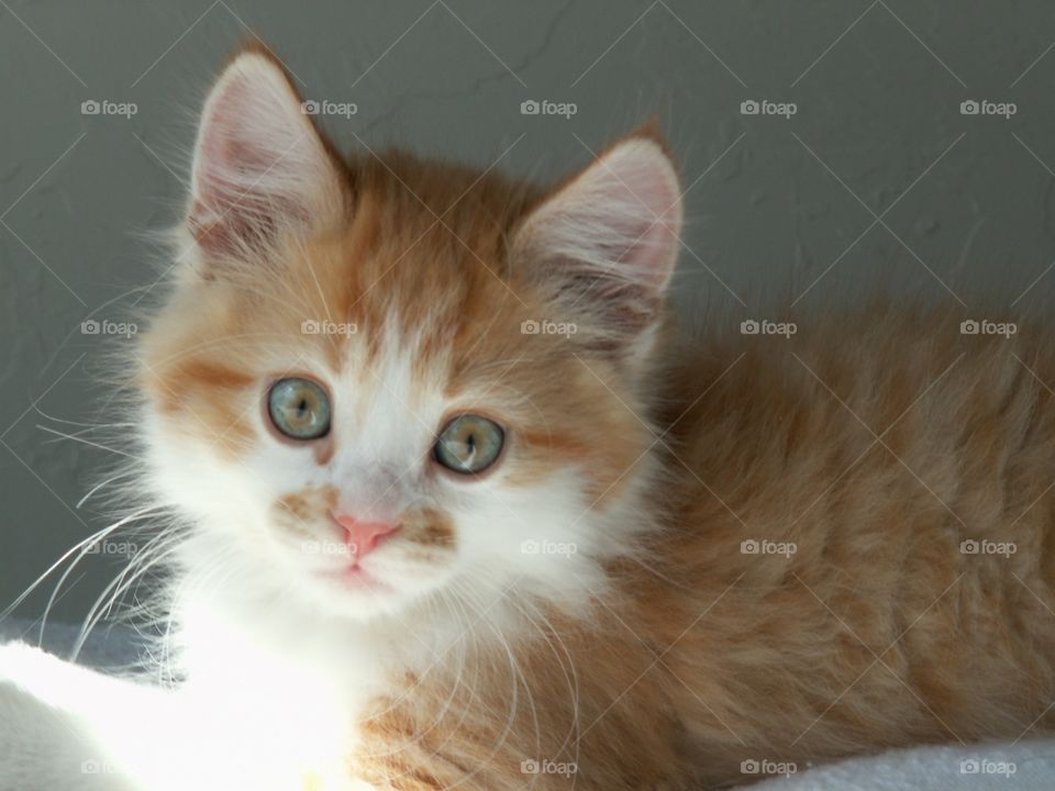 Pretty Kitten. Orange and white long haired kitten waiting for adoption 