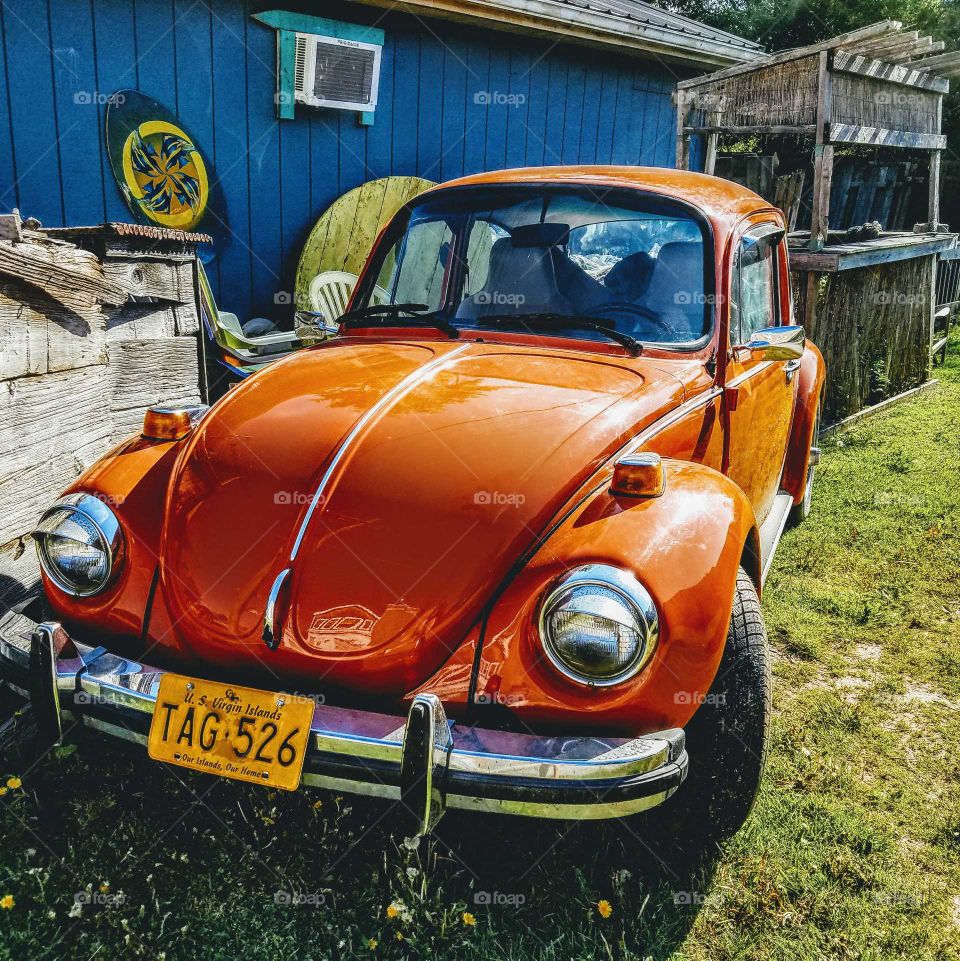 orange bug