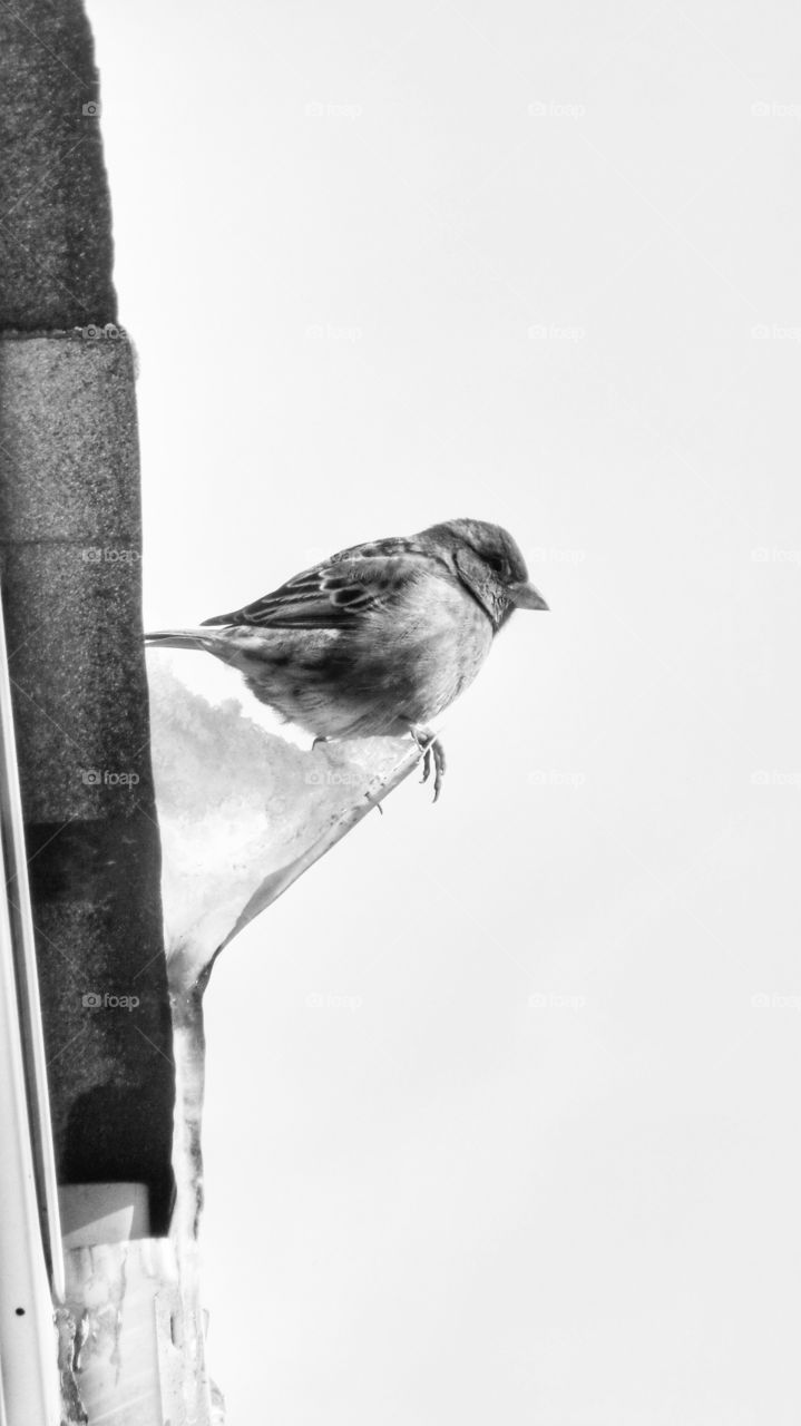 Close-up of a sparrow perching