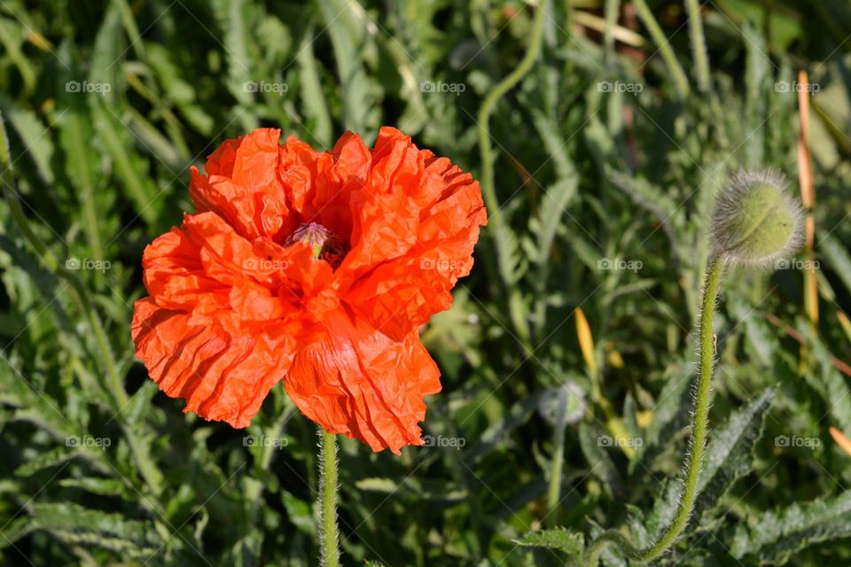 red puppy flower and green background spring time