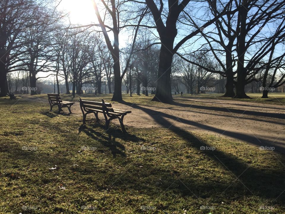 Morning sun in The park during Winter
