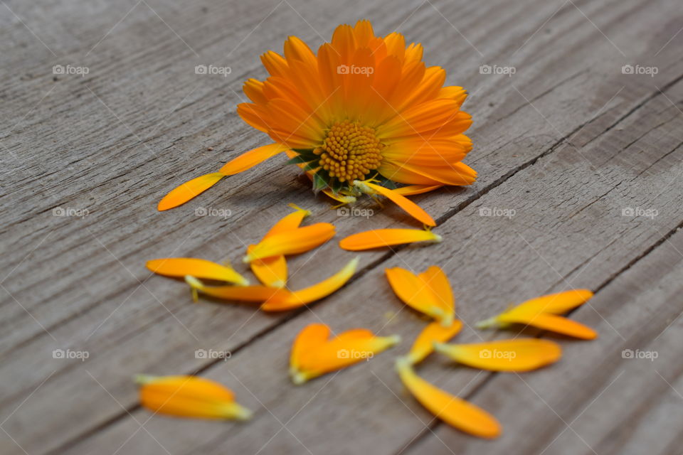 Orange flower petals on hardwood floor