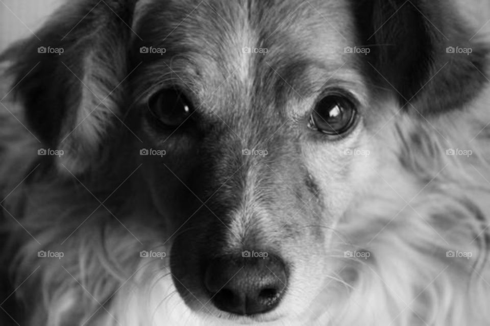 Dog looking directly into camera 