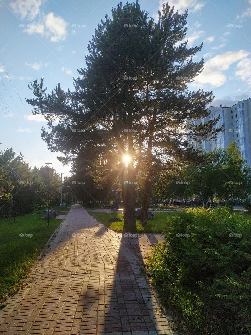 Sun rays passing through the branches of a tree